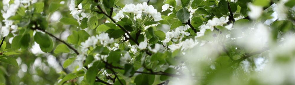 Jean-Paul Vossen Bsc. Msc.